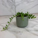 The Plant Farm® Houseplants Herreianus String of Watermelons, 2" Plant