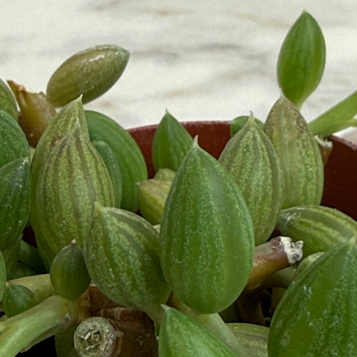 The Plant Farm® Houseplants Herreianus String of Watermelons, 2" Plant