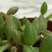 The Plant Farm® Houseplants Herreianus String of Watermelons, 2" Plant