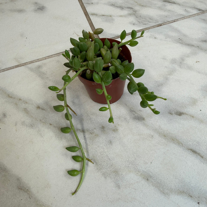 The Plant Farm® Houseplants Herreianus String of Watermelons, 2" Plant