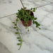 The Plant Farm® Houseplants Herreianus String of Watermelons, 2" Plant