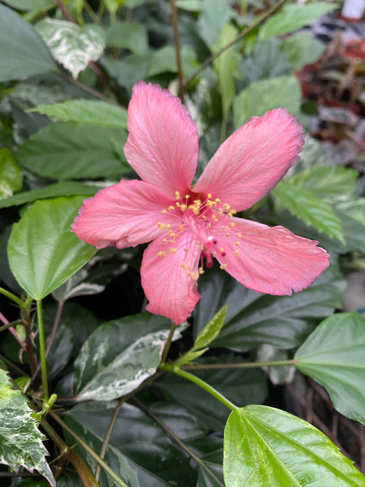 The Plant Farm® Houseplants Hibiscus Snow Queen, 2" Plant