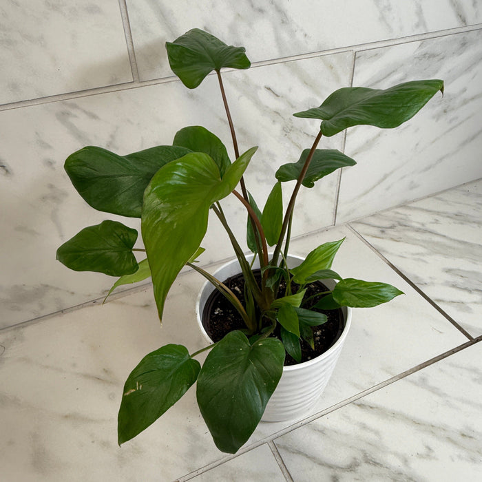 philodendron homalomena Homalomena, 6" Plant — The Plant Farm®
