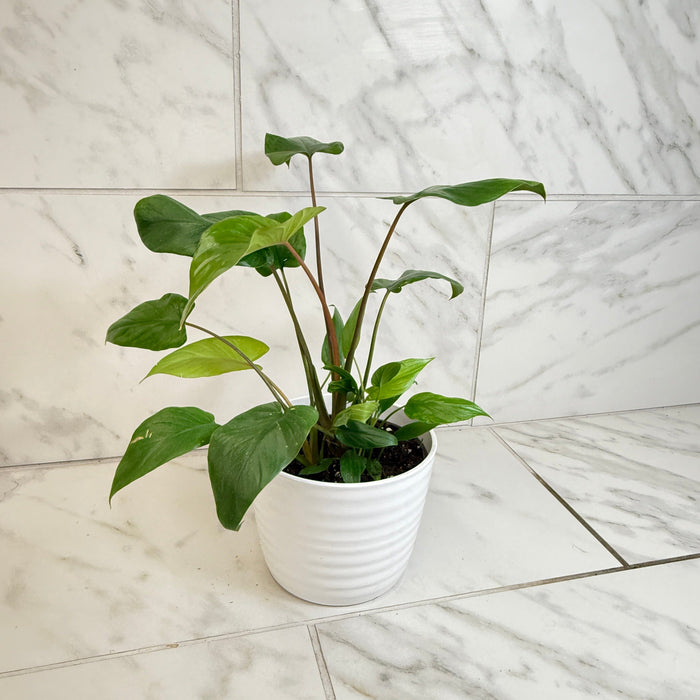 homalomena indoor plant care Homalomena, 6" Plant — The Plant Farm®