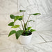 The Plant Farm® Houseplants Homalomena, 6" Plant