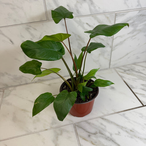 The Plant Farm® Houseplants Homalomena, 6" Plant
