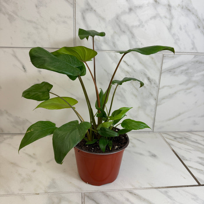 The Plant Farm® Houseplants Homalomena, 6" Plant
