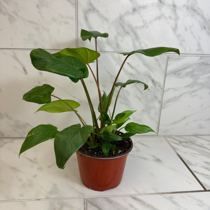 house plant with 6 leaves Homalomena, 6" Plant