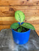 The Plant Farm® Houseplants Homalomena Selby, 4" Plant