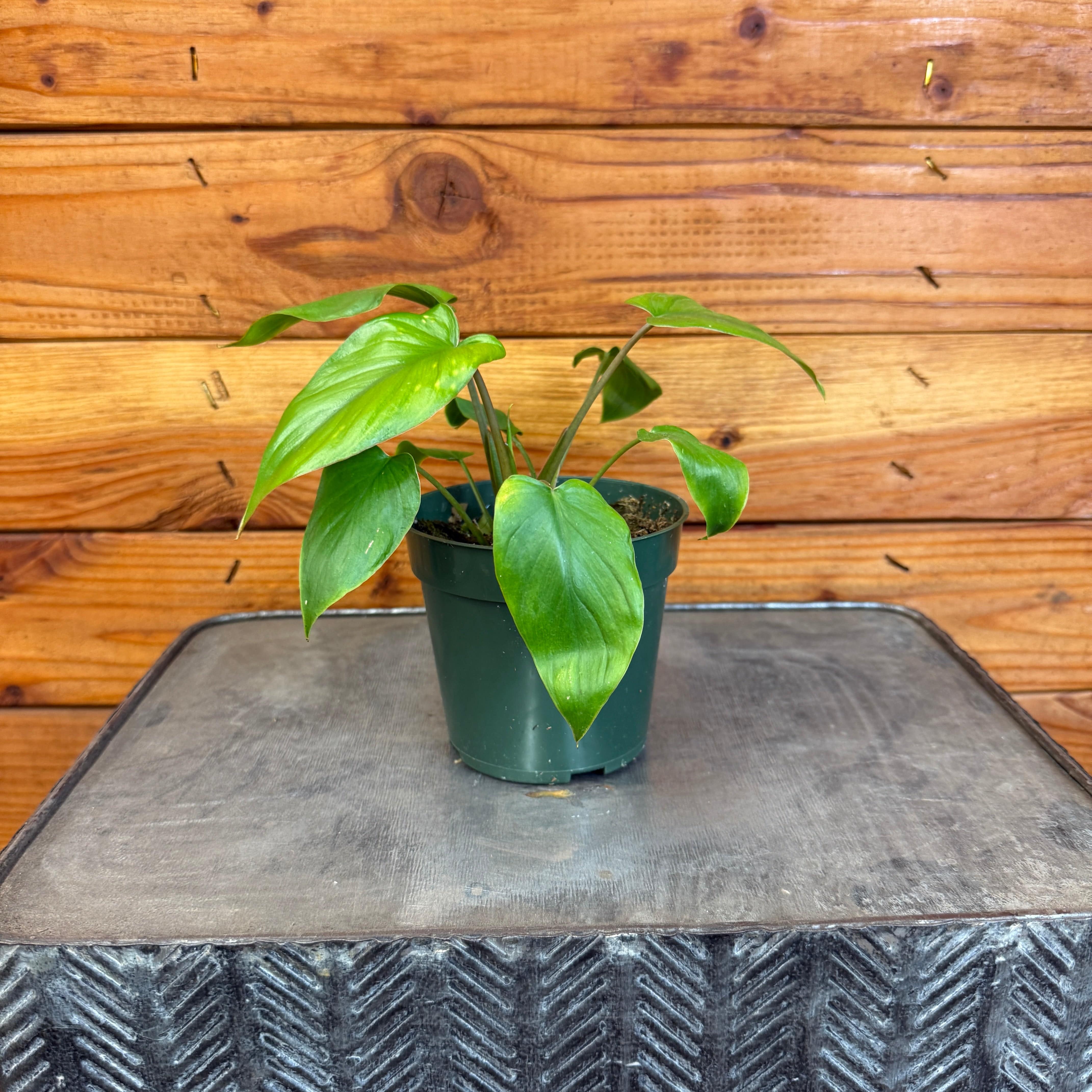 Homalomena Yellow Variegated, 4