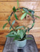 The Plant Farm® Houseplants Hoop 7s Hoya Pubicalyx Splash on Assorted Hoops-Pick Your Plant, 4" Plant