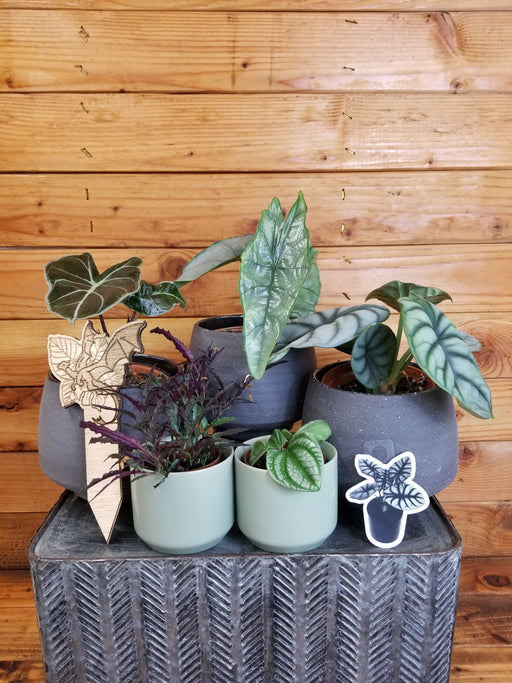 The Plant Farm® Houseplants How To Grow Your Dragon Gift Set