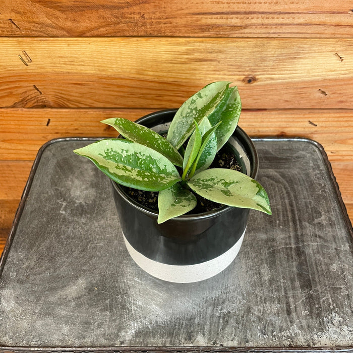 The Plant Farm® Houseplants Hoya AH 074 'Silver', 4" Plant