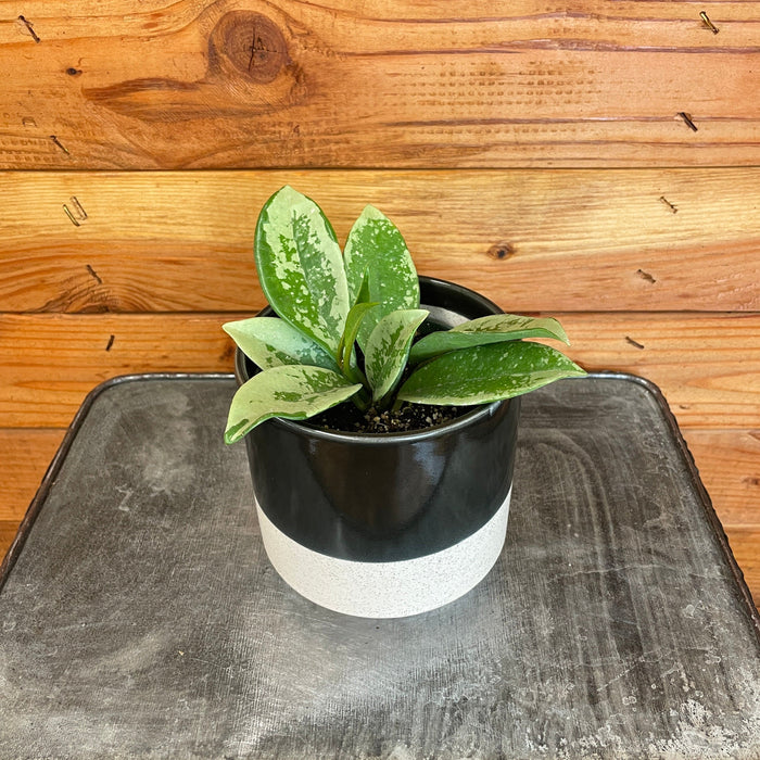 The Plant Farm® Houseplants Hoya AH 074 'Silver', 4" Plant