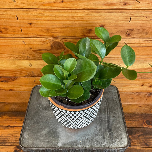 The Plant Farm® Houseplants Hoya Australis, 6" Plant