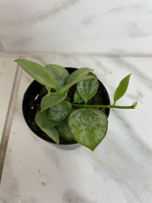 The Plant Farm® Houseplants Hoya Biakensis Splash, 2" Plant