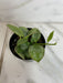 The Plant Farm® Houseplants Hoya Biakensis Splash, 2" Plant