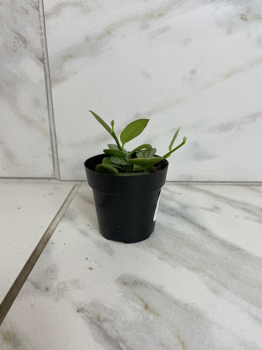The Plant Farm® Houseplants Hoya Biakensis Splash, 2" Plant