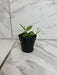 The Plant Farm® Houseplants Hoya Biakensis Splash, 2" Plant