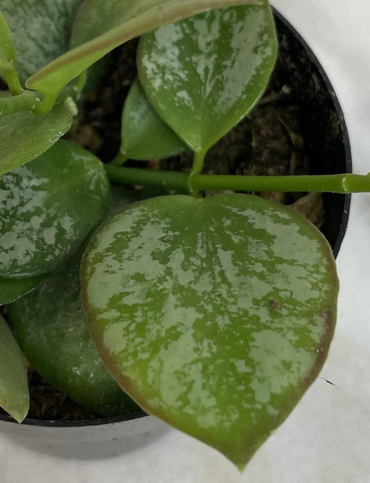 The Plant Farm® Houseplants Hoya Biakensis Splash, 2" Plant