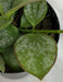 The Plant Farm® Houseplants Hoya Biakensis Splash, 2" Plant