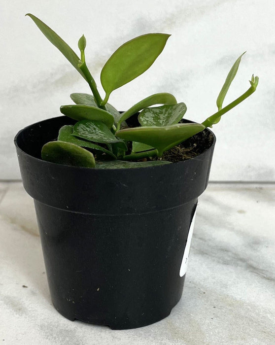 The Plant Farm® Houseplants Hoya Biakensis Splash, 2" Plant