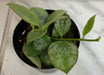 The Plant Farm® Houseplants Hoya Biakensis Splash, 2" Plant