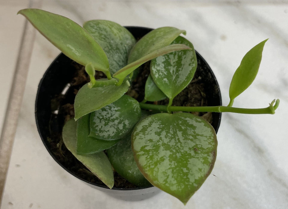 The Plant Farm® Houseplants Hoya Biakensis Splash, 2" Plant