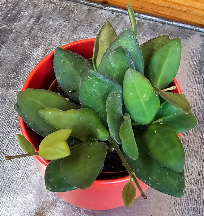 The Plant Farm® Houseplants Hoya Bilobata, 2" Plant