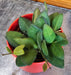 The Plant Farm® Houseplants Hoya Bilobata, 2" Plant