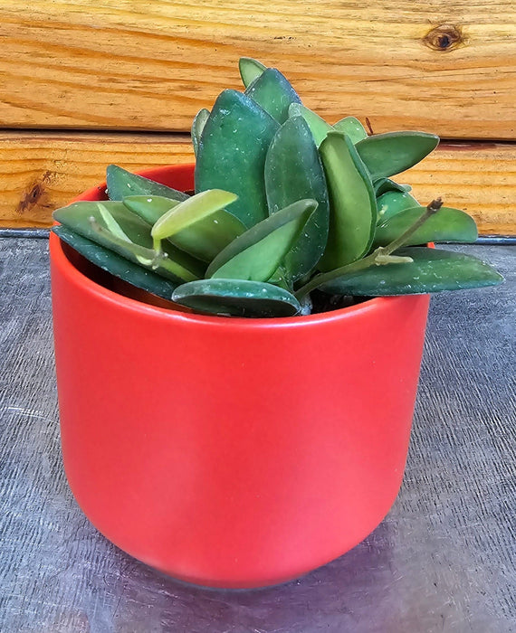 The Plant Farm® Houseplants Hoya Bilobata, 2" Plant