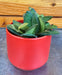 The Plant Farm® Houseplants Hoya Bilobata, 2" Plant