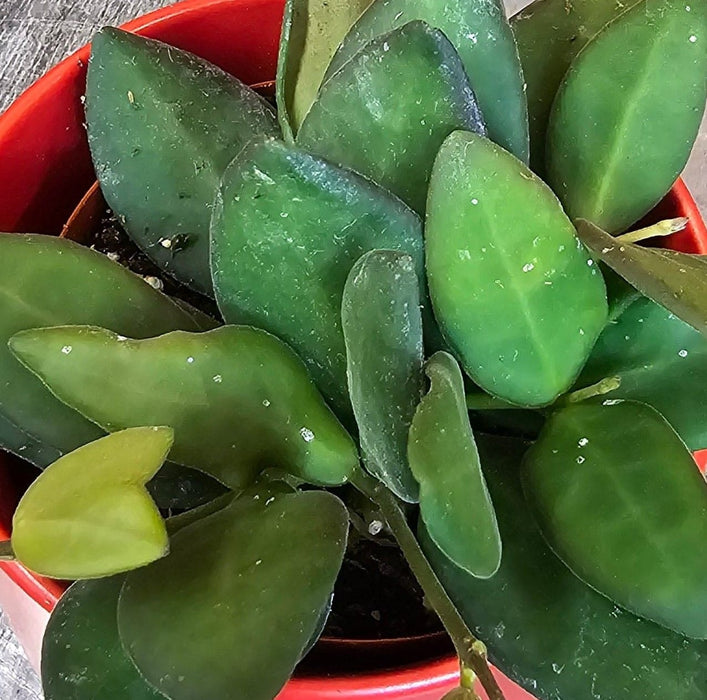 The Plant Farm® Houseplants Hoya Bilobata, 2" Plant