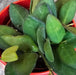 The Plant Farm® Houseplants Hoya Bilobata, 2" Plant