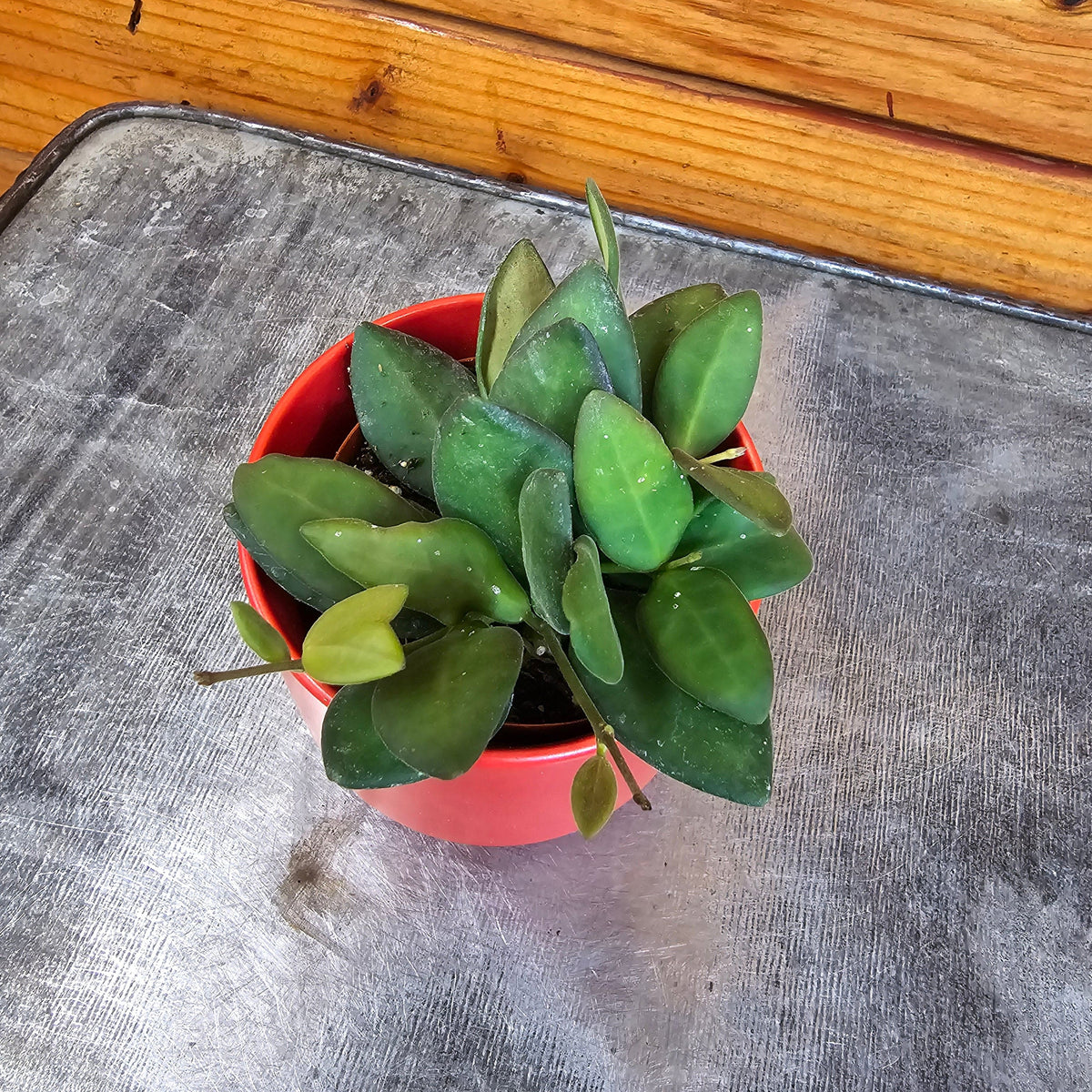 Hoya Bilobata, 2
