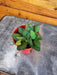 The Plant Farm® Houseplants Hoya Bilobata, 2" Plant