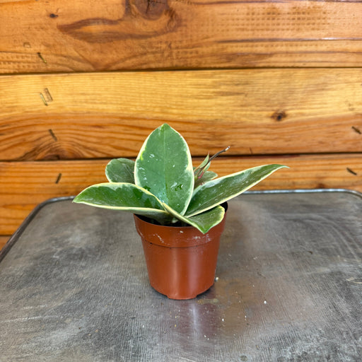 The Plant Farm® Houseplants Hoya Carnosa Albomarginata, 2" Plant