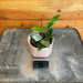 The Plant Farm® Houseplants Hoya Carnosa Wilbur Graves Splash-Pick Your Plant, 2" Plant