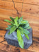 The Plant Farm® Houseplants Hoya Crassipetiolata Little Splash, 6" Plant