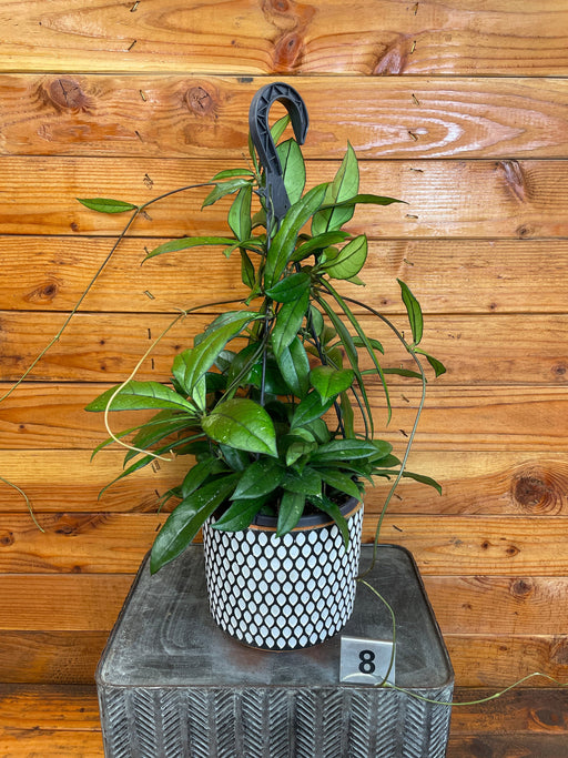 The Plant Farm® Houseplants Hoya Crassipetiolata Little Splash - Pick Your Plant, 6" Plant