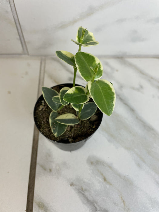 The Plant Farm® Houseplants Hoya Cumingiana Variegated, 2" Plant