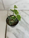 The Plant Farm® Houseplants Hoya Cumingiana Variegated, 2" Plant