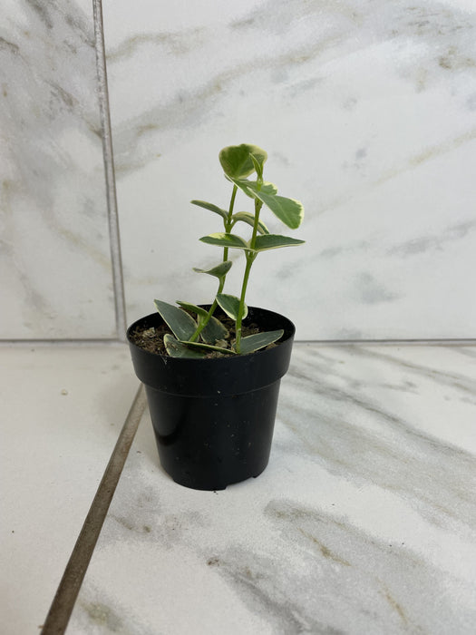 The Plant Farm® Houseplants Hoya Cumingiana Variegated, 2" Plant