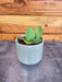 The Plant Farm® Houseplants Hoya CV Chouke, 2" Plant