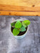 The Plant Farm® Houseplants Hoya CV Chouke, 2" Plant