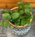The Plant Farm® Houseplants Hoya CV Chouke, 4" Plant