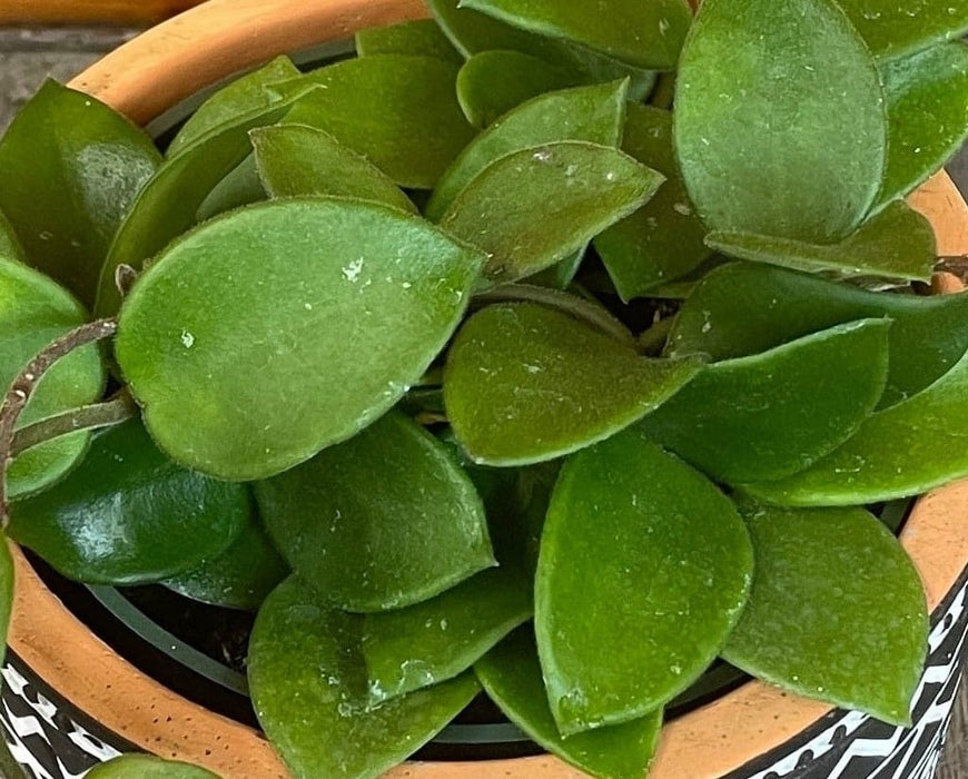 The Plant Farm® Houseplants Hoya CV Chouke, 4" Plant