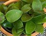 The Plant Farm® Houseplants Hoya CV Chouke, 4" Plant