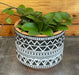 The Plant Farm® Houseplants Hoya CV Chouke, 4" Plant