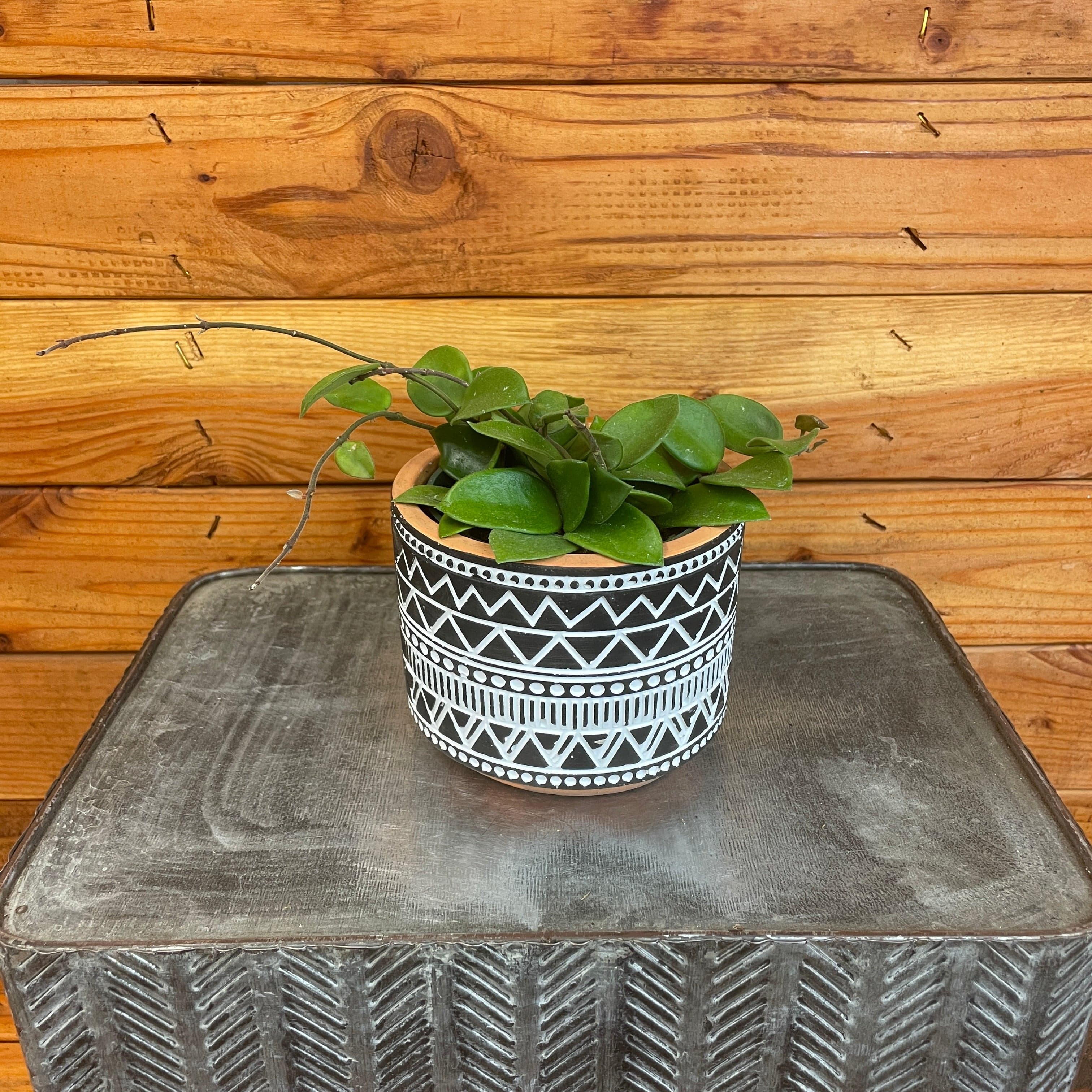 the-plant-farm-houseplants-